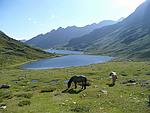 Pferde mit See